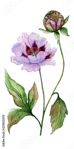 Beautiful Paeonia suffruticosa (Chinese peony) flower on a stem with green leaves. Pink and purple flower isolated on white background. Watercolor painting.