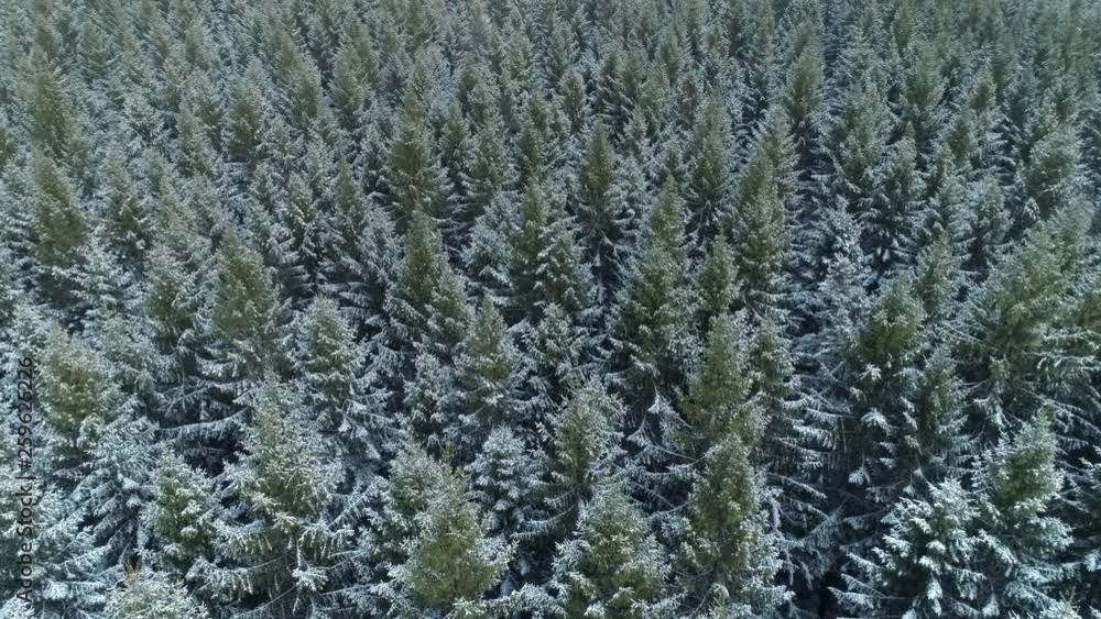 Aerial view of snowy winter forest in Sweden. Drone shot flying over snow covered fir trees. Nature background in 4K resolution Aerial view of snowy winter forest in Sweden. Drone shot flying over snow covered fir trees. Nature background in 4K resolution