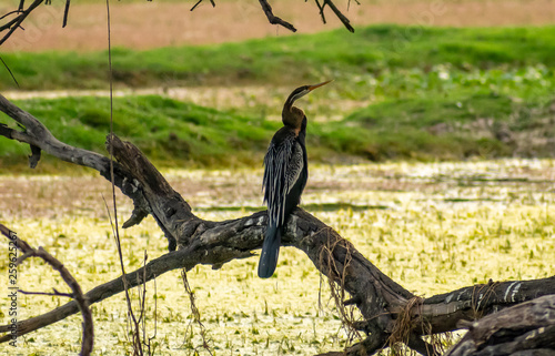 Indian darter or snake bird  Bharatpur Bird Sanctuary