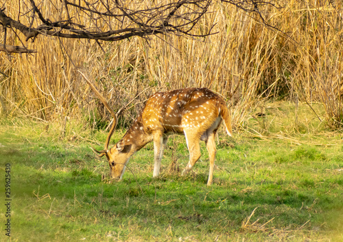 Barasingha or Swamp Deer, Bharatpur Bird Sanctuary photo