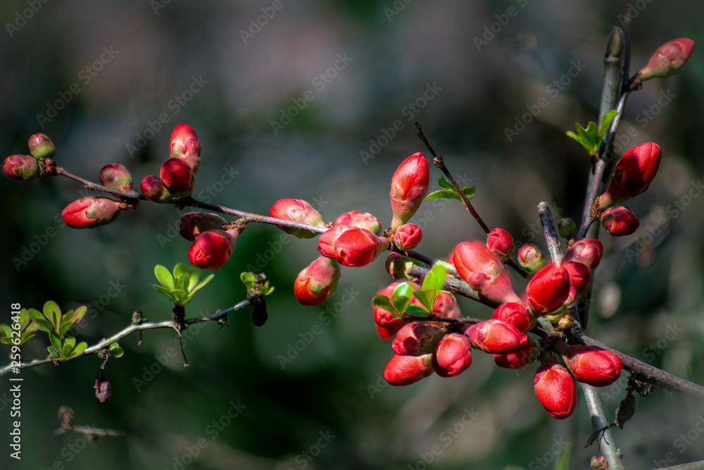Makroaufnahme der Knospen einer japanischen roten Zierquitte vor dem Aufblühen der Blüten Makroaufnahme der Knospen einer japanischen roten Zierquitte vor dem Aufblühen der Blüten