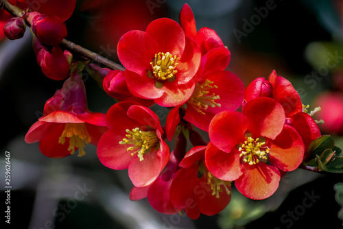 Makroaufnahme von Blüten der roten japanischen Zierquitte photo