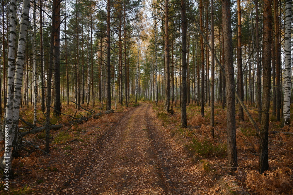 Дорога в осеннем лесу