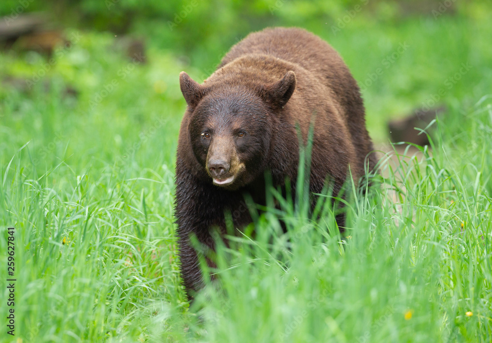 Young Black Bear in Minnesota wilderness Young Black Bear in Minnesota wilderness