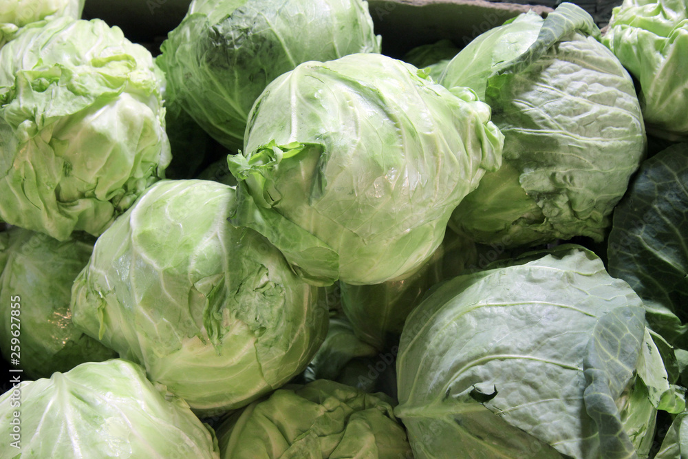 head of cabbage head of cabbage