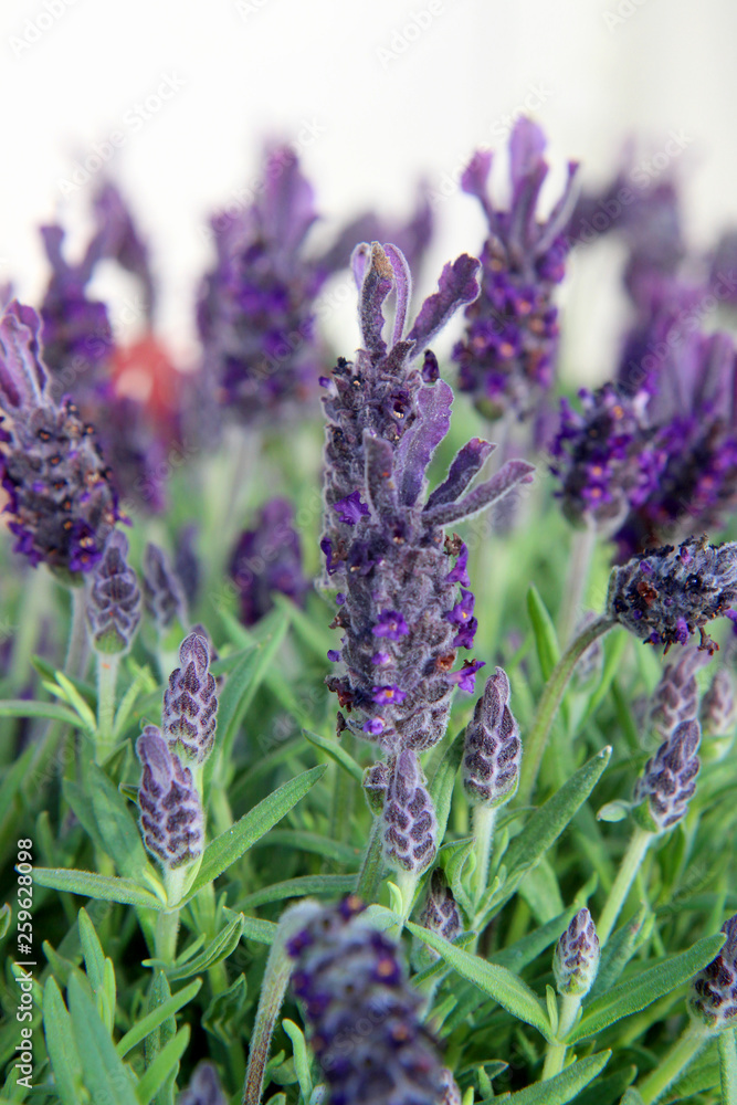 Obraz premium bunch of lavender on background
