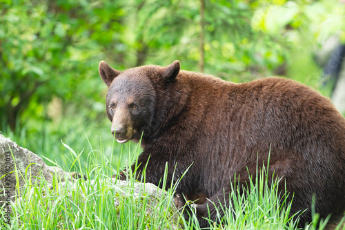 Young Black Bear in Minnesota wilderness