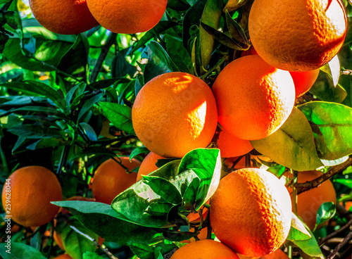 Branch of orange tree with fruits in the garden