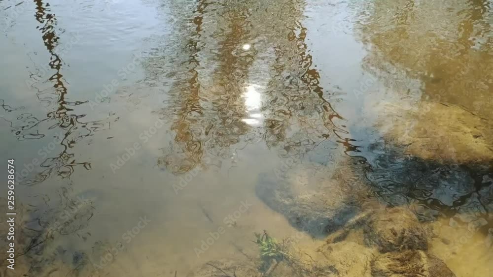Clean River in the old forest. Spring. Sun reflection. 88 Clean River in the old forest. Spring. Sun reflection. 88