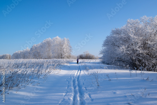 Beautiful russian winter frosty day  in the countryside  under blue sky with snowy fields and icy trees. © Petr