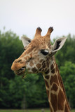 Amusing image of the head of a giraffe eating leaves