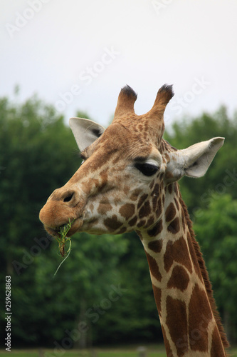 Amusing image of the head of a giraffe eating leaves