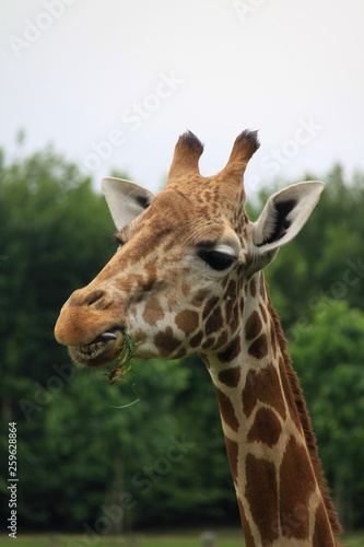 Amusing image of the head of a giraffe eating leaves © Adrian Swinburne