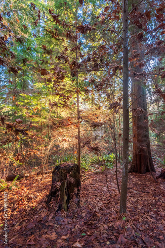 View at Trail in Park in Vancouver, Canada.