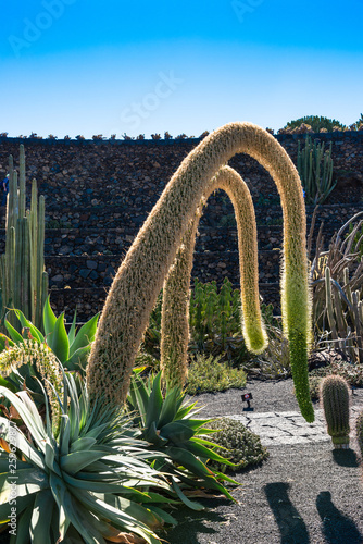 Unique phallic cactus plants grow in Lanzarote volcanic lava soil cactus garden, Quatiza, Canary Islands Spain. Travel, environment concept.