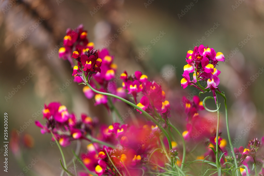 Snapdragons Snapdragons