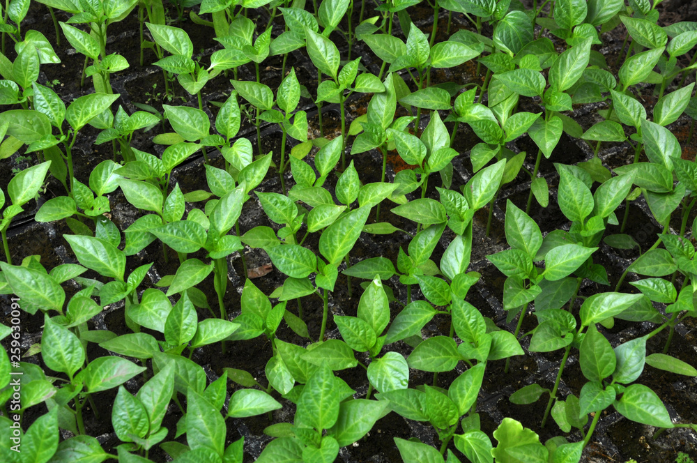 Growing sweet pepper seedlings in a greenhouse Growing sweet pepper seedlings in a greenhouse