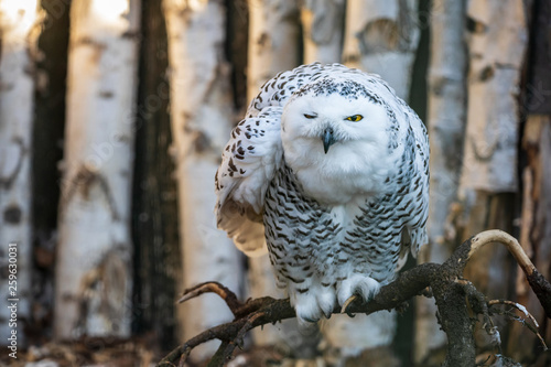 Winking snowy owl looking morose. Grumpy white owl (Bubo scandiacus), female, perching on a thick branch ruffled up in threatening pose. photo