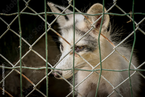 White fox looking through the cage