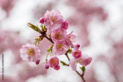 Pink sakura flowers in ornamental garden. Close-up Japanese cherry blossom (Prunus serrulata). Bunch of delicate spring flowers with light blurred background. © TashaBubo