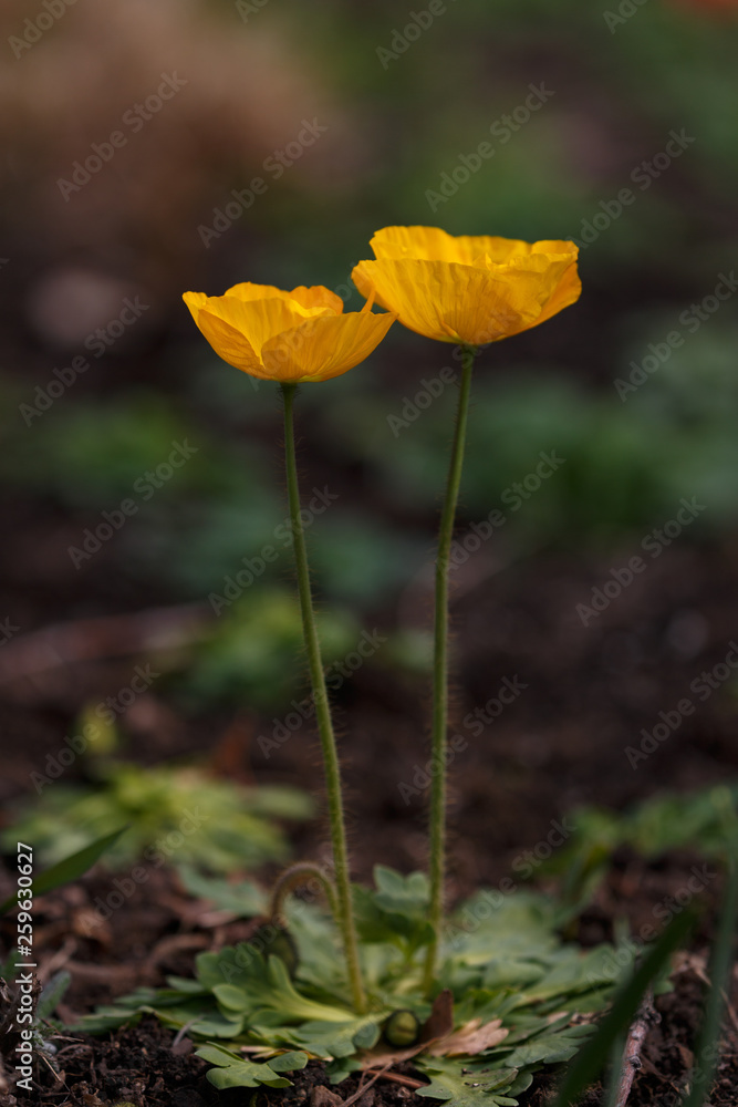 Fototapeta premium Poppy