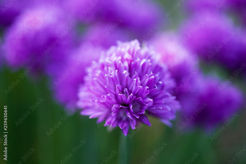 Purple flowers of wild onions in the garden close-up, soft focus Purple flowers of wild onions in the garden close-up, soft focus