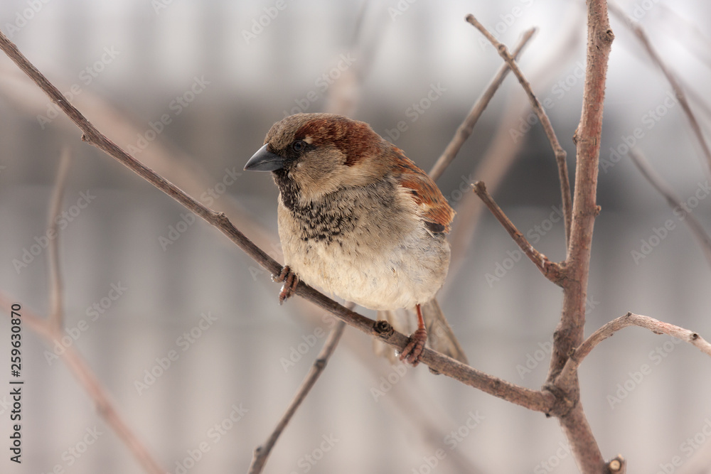 Portrait of a sparrow Portrait of a sparrow