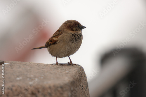sparrow on a stone