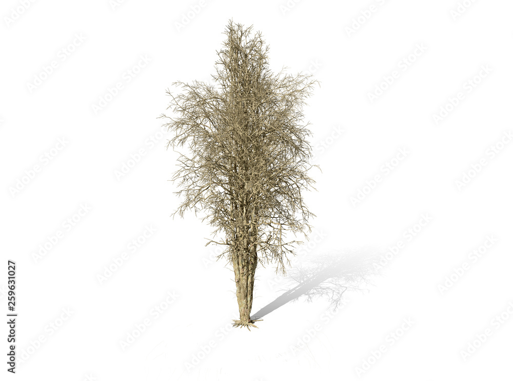 Fototapeta premium Dead Tree isolated over a white background 