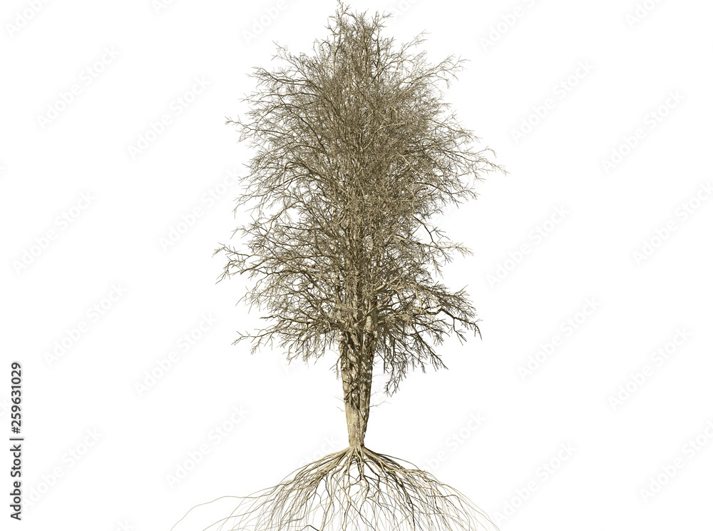 Fototapeta premium Dead Tree isolated over a white background 