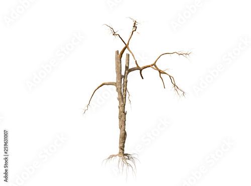 Dead Tree isolated over a white background 