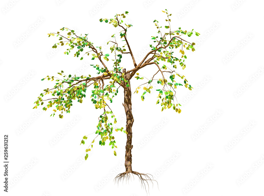 Obraz premium A Tree isolated over a white background