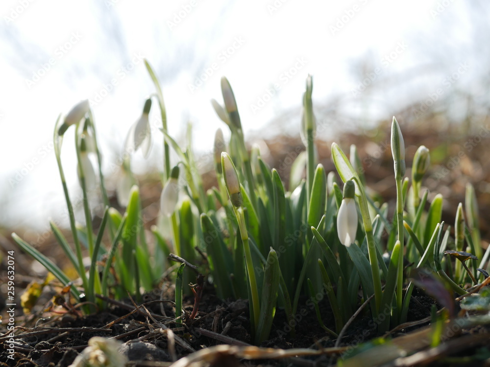 Polonne / Ukraine - 4 March 2019: Snowdrop or common snowdrop (Galanthus nivalis) flowers. A blooming bouquet of snowdrops in full sun heralds the arrival of spring Polonne / Ukraine - 4 March 2019: Snowdrop or common snowdrop (Galanthus nivalis) flowers. A blooming bouquet of snowdrops in full sun heralds the arrival of spring