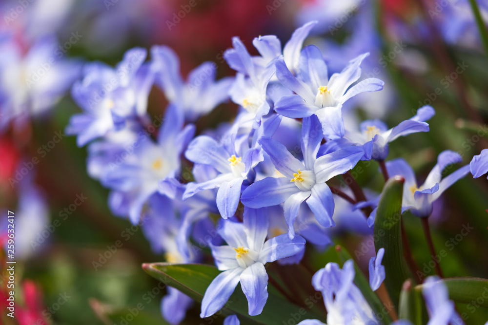 Chionodoxa forbesii - glory of the snow Chionodoxa forbesii - glory of the snow