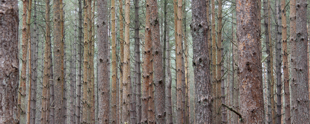 Obraz premium Full frame pine trees in Thetford Forest Suffolk England UK