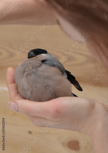 little grey bird on the palm