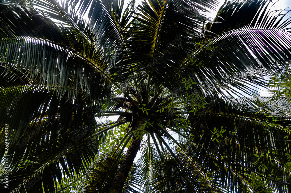 Fototapeta premium Coconut Palm tree with blue sky,beautiful tropical background.Summer vacation and travel concept.