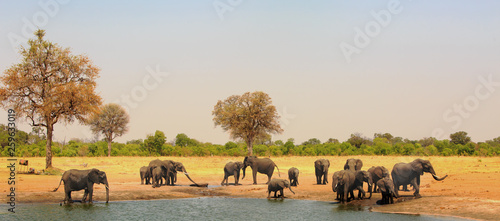 Photography Large herd of elephants at a waterhole in Hwange National Park, Zimbabwe