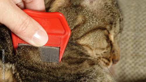 Naklejka Natural pest control - flea combing a cat
