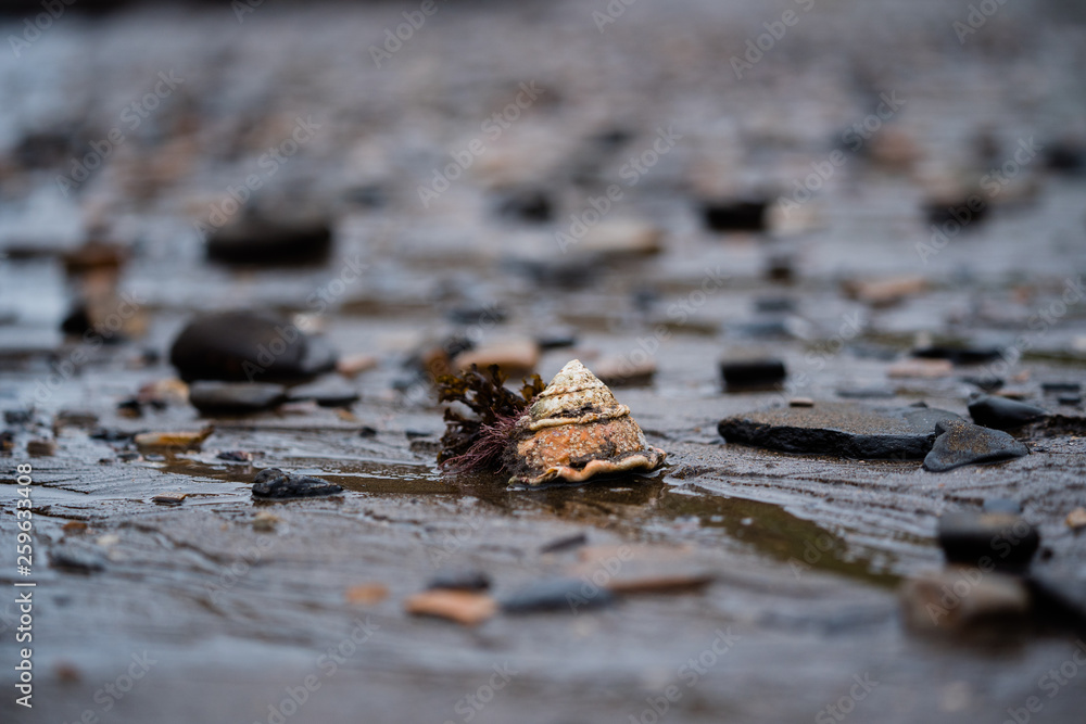 Hermit crab shell with decoration on the beach at low tide Hermit crab shell with decoration on the beach at low tide