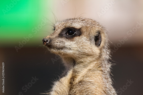 meerkats © carina