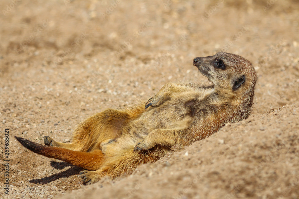 Obraz premium meerkats