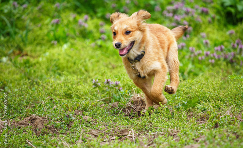 Happy puppy caught in motion while running on vibrant green grass