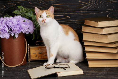 Pussy learns to read books photo