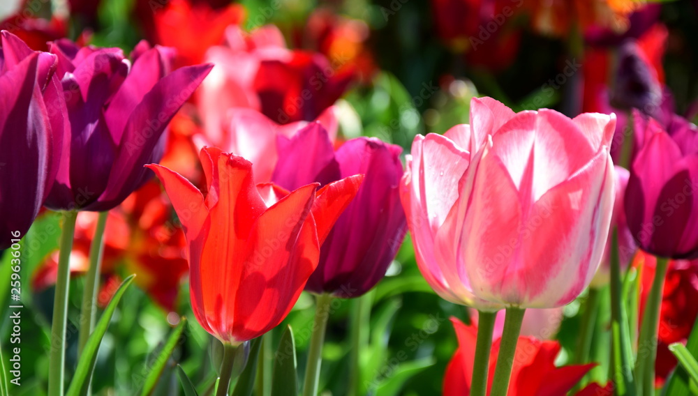 Obraz premium Tulpen im Garten