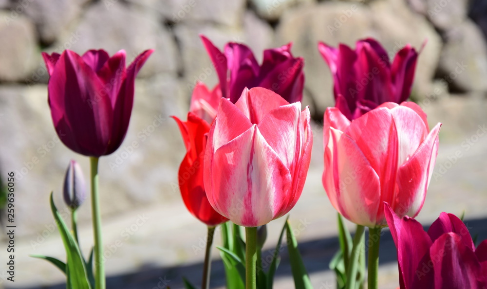 Fototapeta premium Tulpen - der Frühling ist da