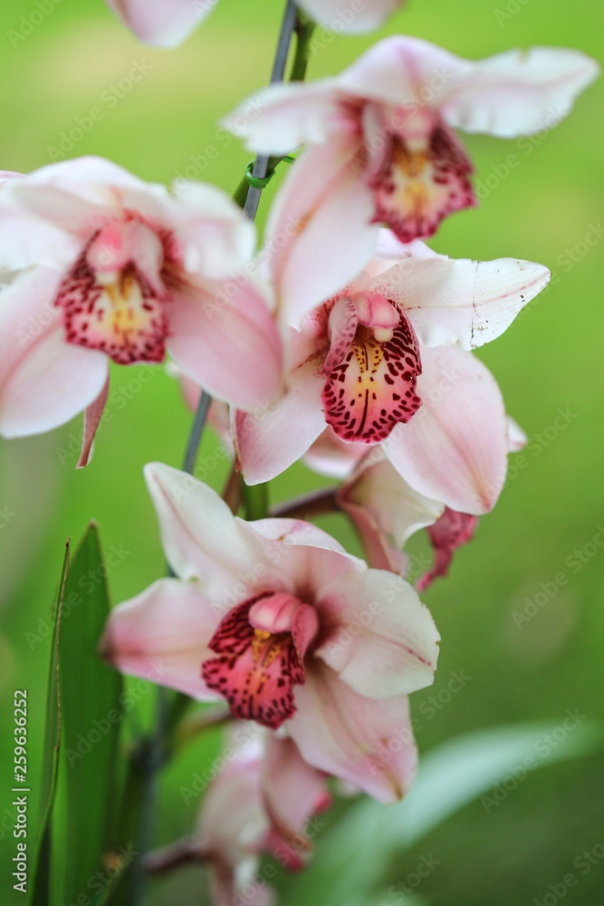 Fototapeta premium ORQUIDEAS DE COLOMBIA 