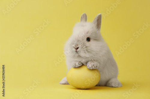 Easter bunny with egg on yellow background