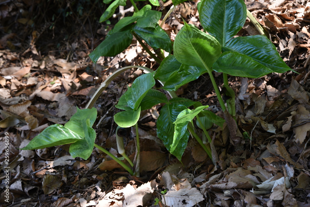 Japanese cobra lily (Arisaema ringens) flower and fruit