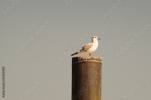 seagull on post